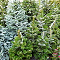 Christmas trees